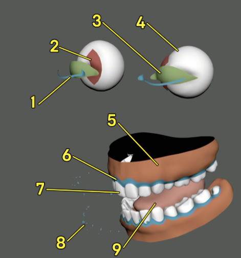 EyeTeethMeshGeoSetup.png